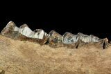 Irish Elk Jaw Section With Stand - Pleistocene, Germany #92507-3